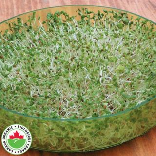 Spring Salad Mix Organic Sprouts Thumbnail